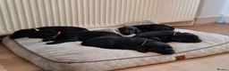 Labrador Retriever dogs for sale: Beautiful Black Labrador Pups - Advert 14