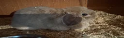 Mini Lop rabbits for sale: Mini lop adult doe for sale  - Advert 4