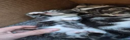 Mixed Breed cats for sale: Amazing family kittens - Advert 26