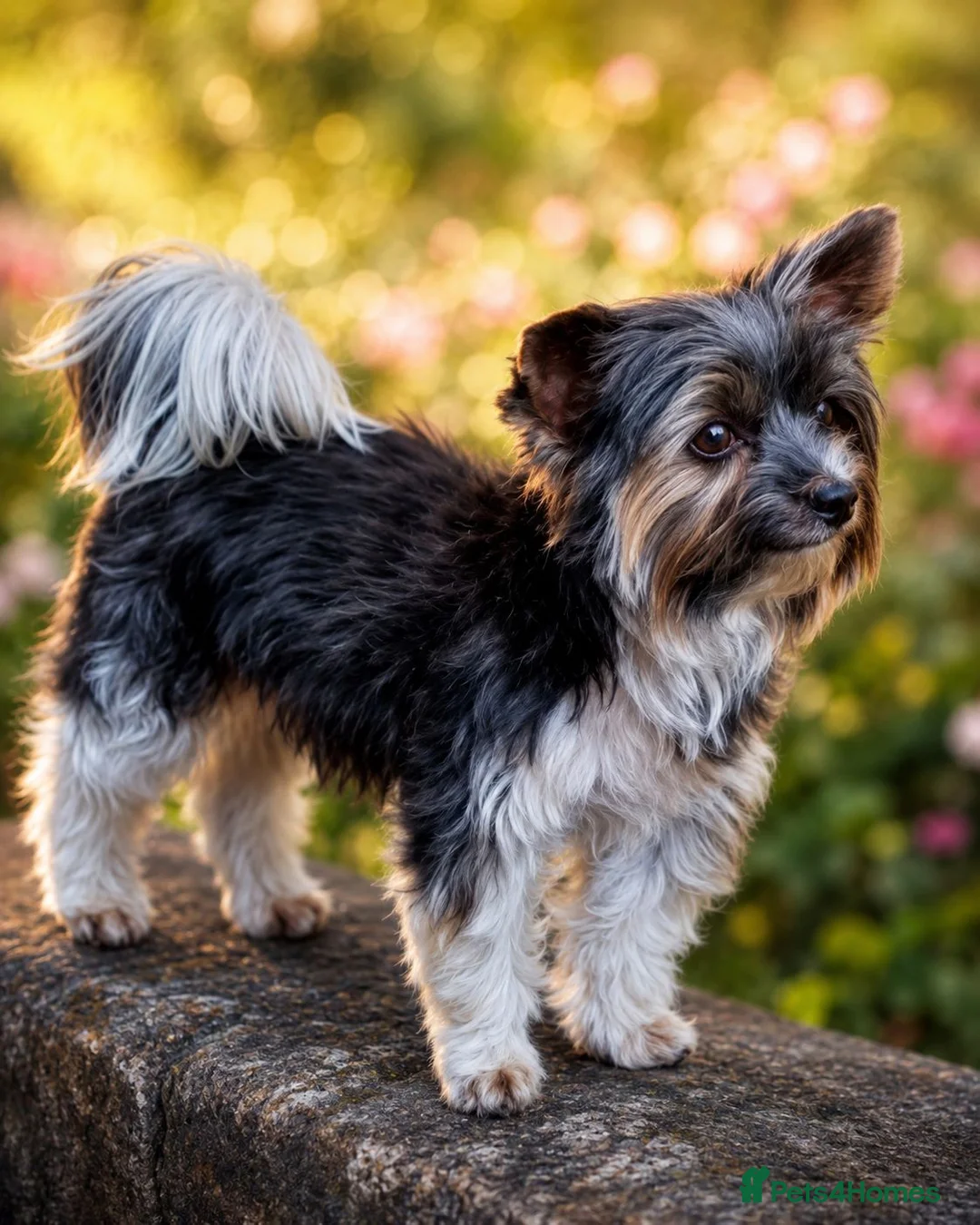 Biewer Terrier dogs for stud: Purebred Pedigree Biewer Terrier Stud - Advert 2