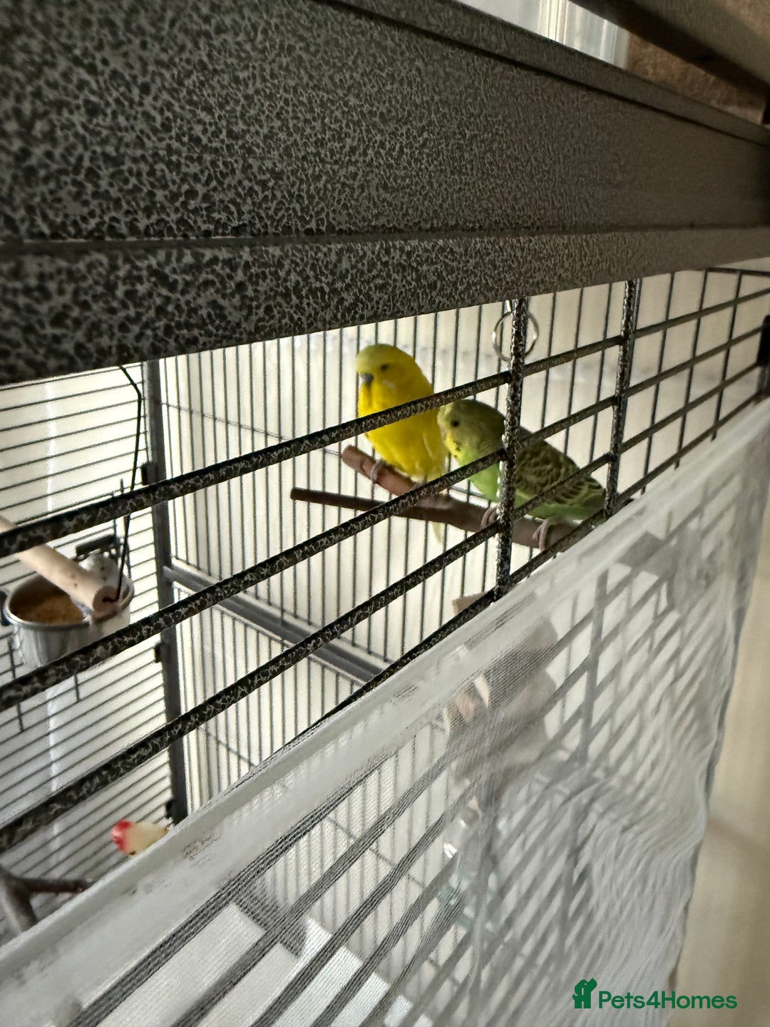 Budgerigars birds for sale: 3 male budgies and cage set up  - Advert 6