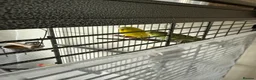 Budgerigars birds for sale: 3 male budgies and cage set up  - Advert 6