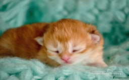 British Shorthair cats for sale: Show-Quality British Shorthair Kittens - Advert 5