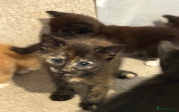 Mixed Breed cats for sale: 6 beautiful kitten for sale - Image 5