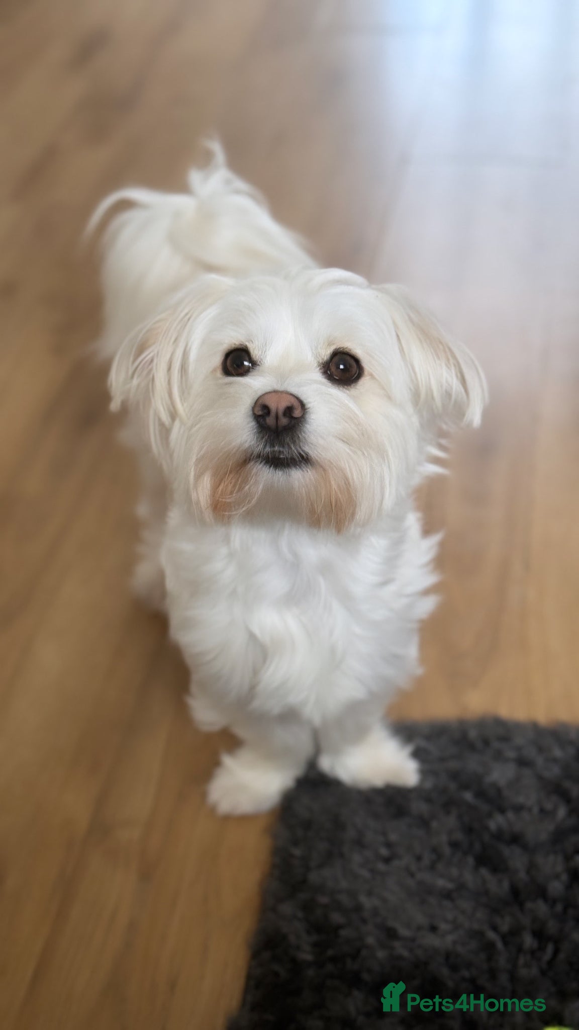Bichon Frise dogs Free looking for a loving home - Advert 1