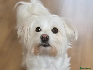 Bichon Frise dogs Free looking for a loving home - Advert 11