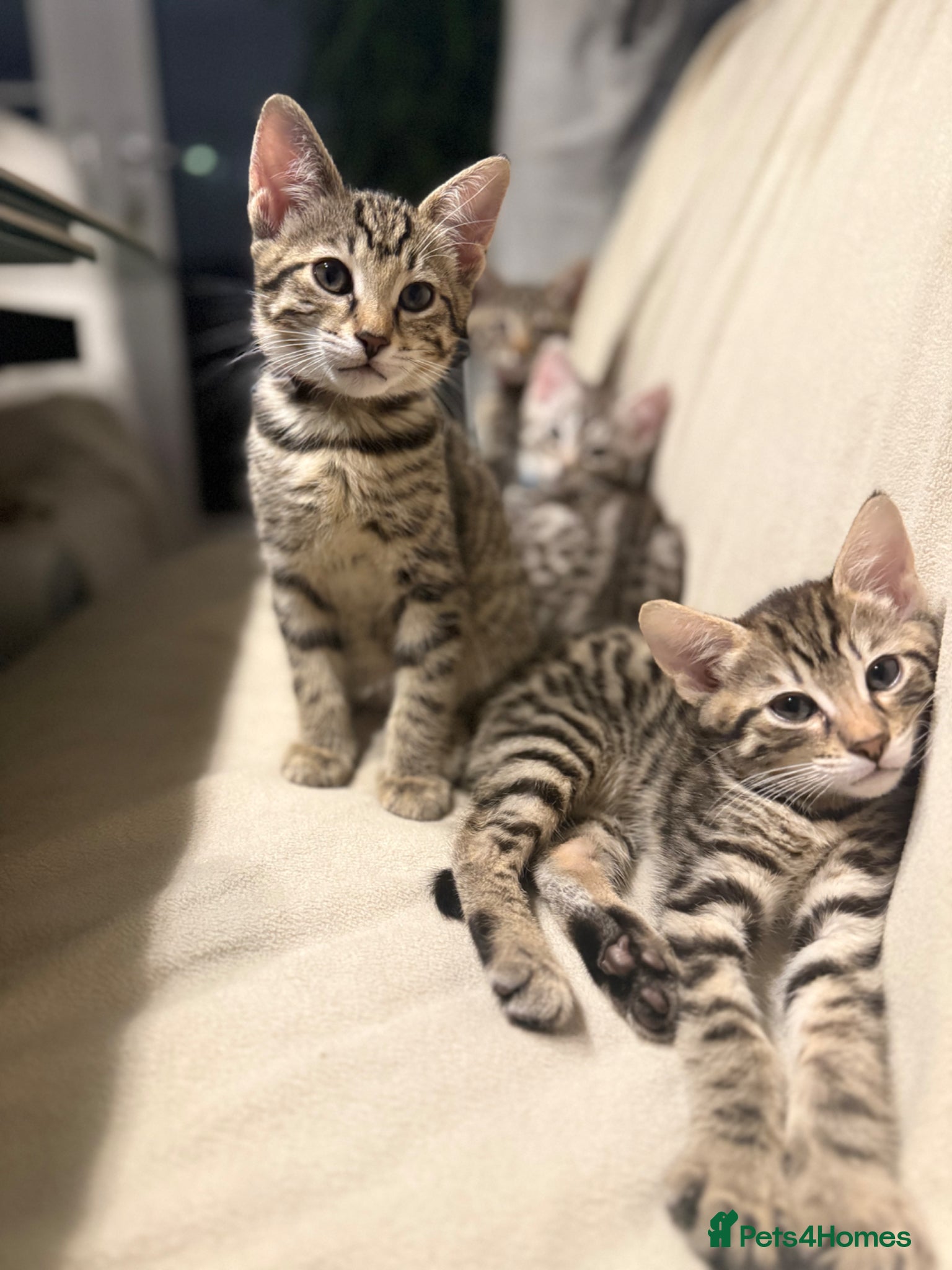 Savannah cats F3 Savannah Kittens for Sale - Advert 13