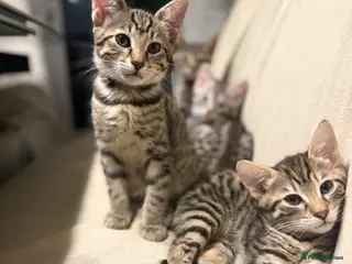 Savannah cats F3 Savannah Kittens for Sale - Advert 13