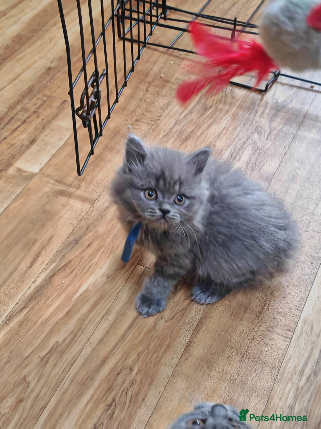British Shorthair cats for sale: Male Blue British longhair kitten - Advert 2