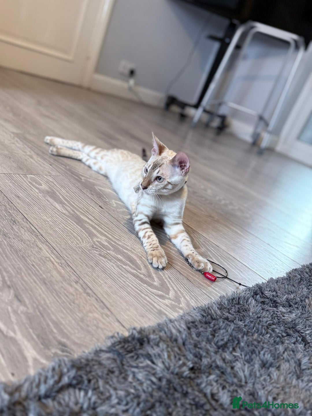 Bengal cats for sale: Tica Registered Pedigree Snow Bengal kittens  - Image 9