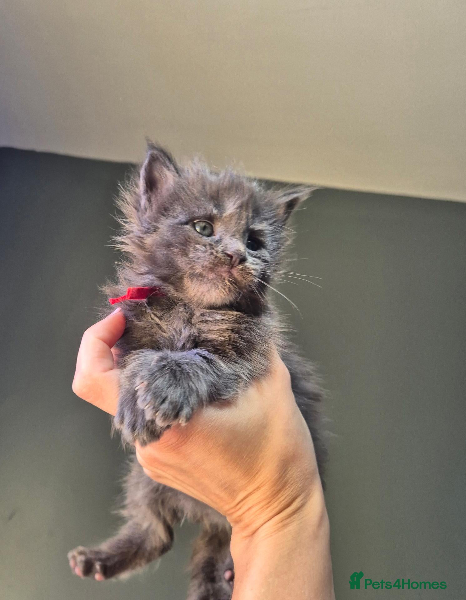 Maine Coon cats Blue/ black smoke Imported Lines - Advert 17