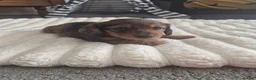 Miniature Dachshund dogs for sale: Dachshund puppy 1 girl available  in Evesham - Advert 3