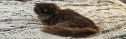 British Longhair cats for sale: 2 gorgeous chocolate British longhair girls - Advert 7