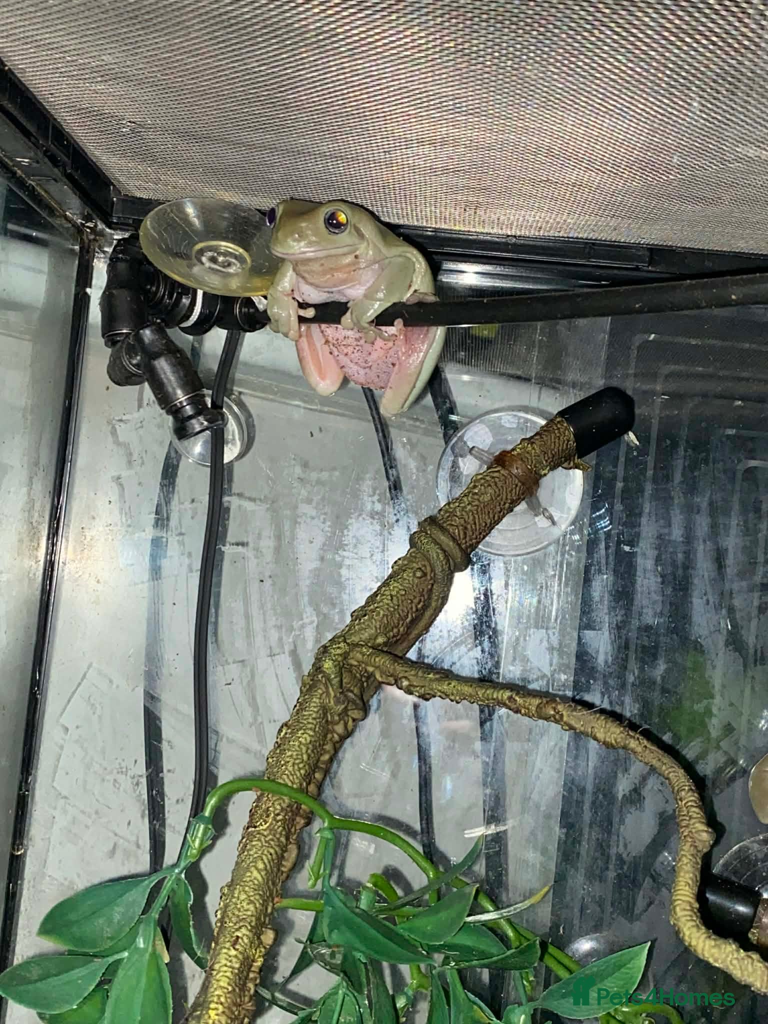 Mixed Breed invertebrates Two Blue Eyed Tree Frogs & Everything Included - Advert 1