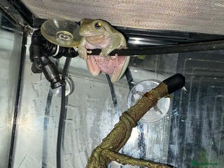 Mixed Breed invertebrates Two Tree Frogs & Everything Included - Advert 4