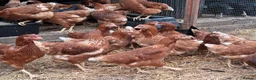 Chickens poultry for sale: Warren brown hybrid pullets  - Advert 2