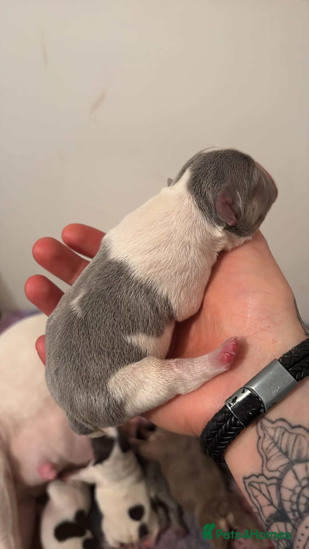 French Bulldog dogs for sale: HIGHLY HEALTH TESTED FRENCHIE PUPS - Advert 20