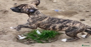 Whippet dogs - Advert 5