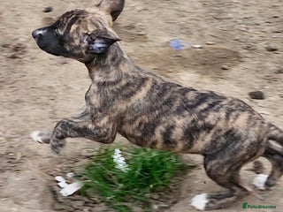 Whippet dogs - Advert 8