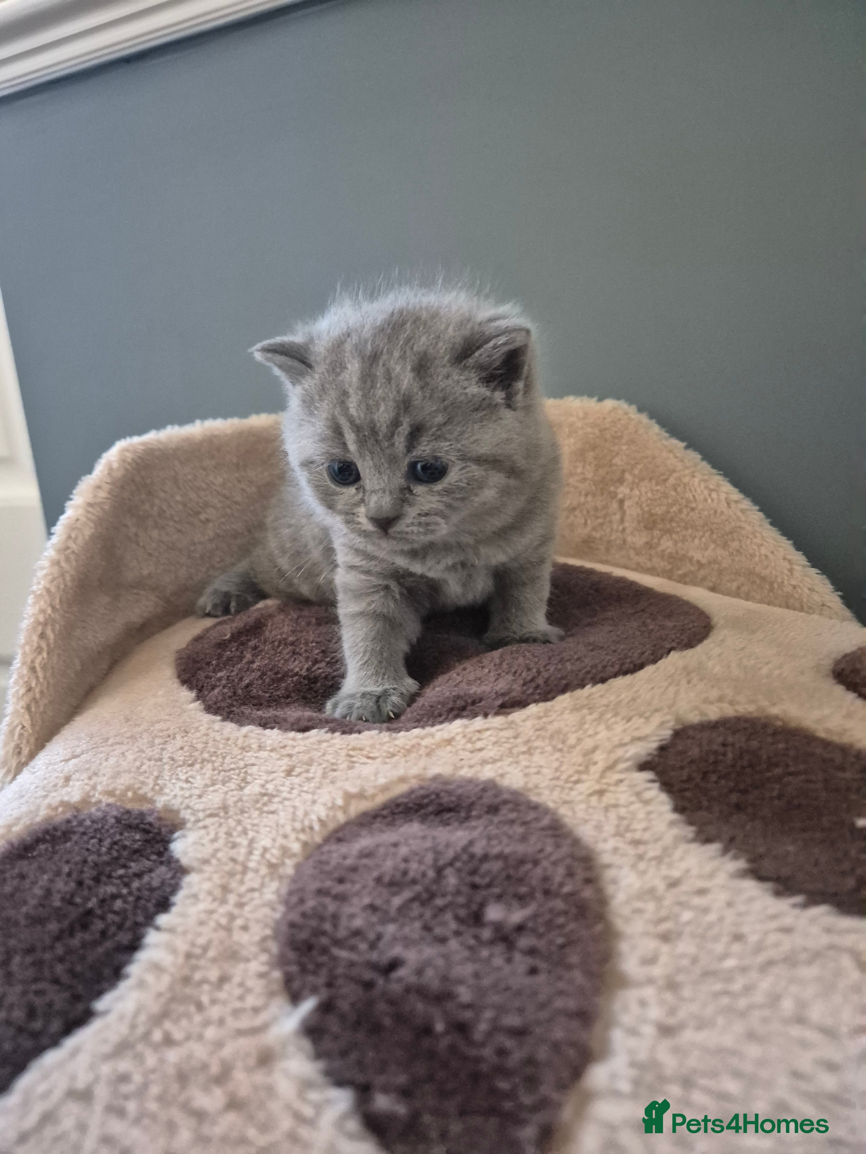 British Shorthair cats One girl left!! British Shorthair Kittens - Advert 1