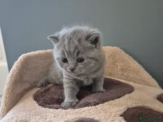 British Shorthair cats One girl left!! British Shorthair Kittens - Advert 1