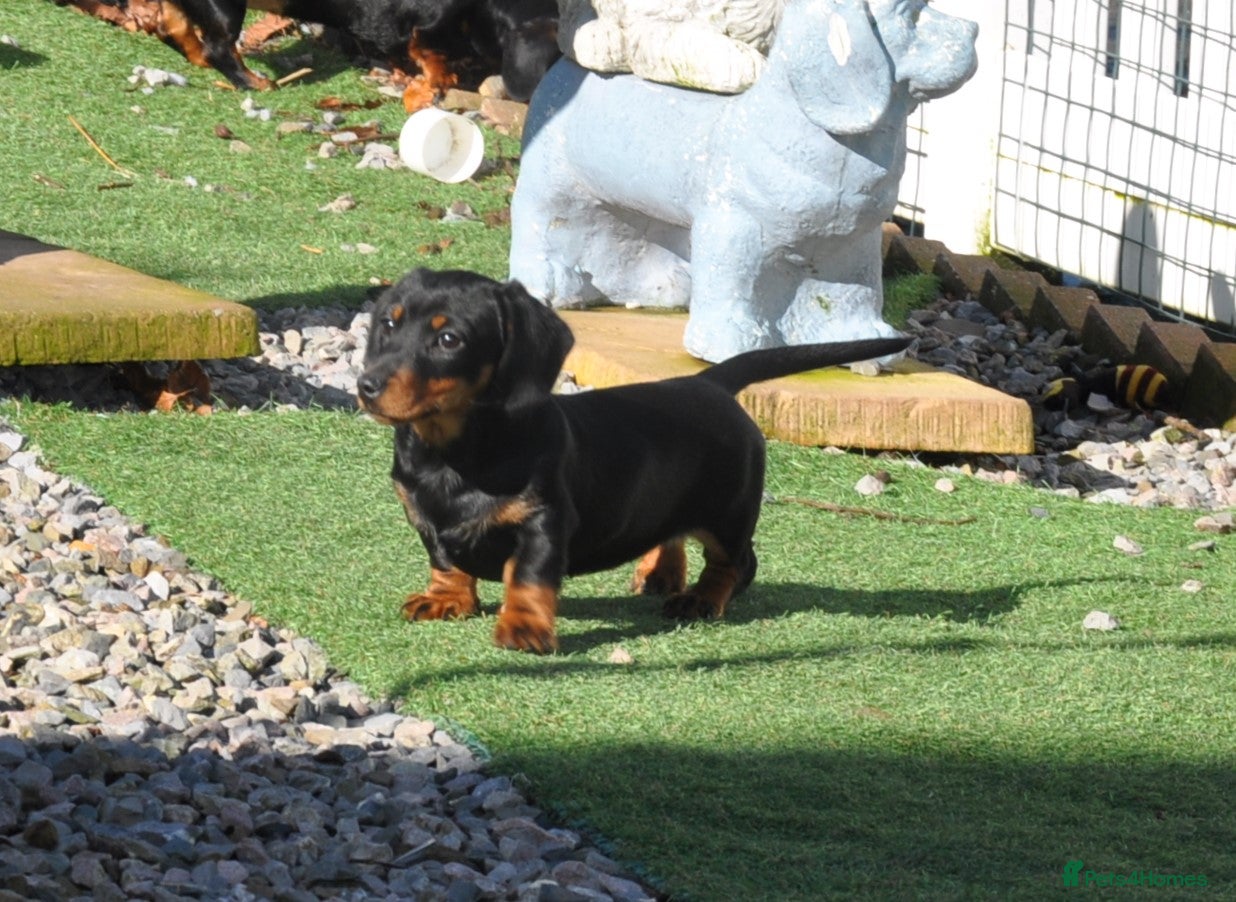 Dachshund dogs Kennel Club Mini Smooth Dachshund Puppy Girls - Advert 2