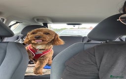 Cockapoo dogs for stud: 🐶 Proven Cockapoo stud - Milo  in Hayes - Image 10
