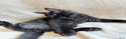 Maine Coon cats for sale:     Stunning Purebred Maine Coon Kitten - Advert 16