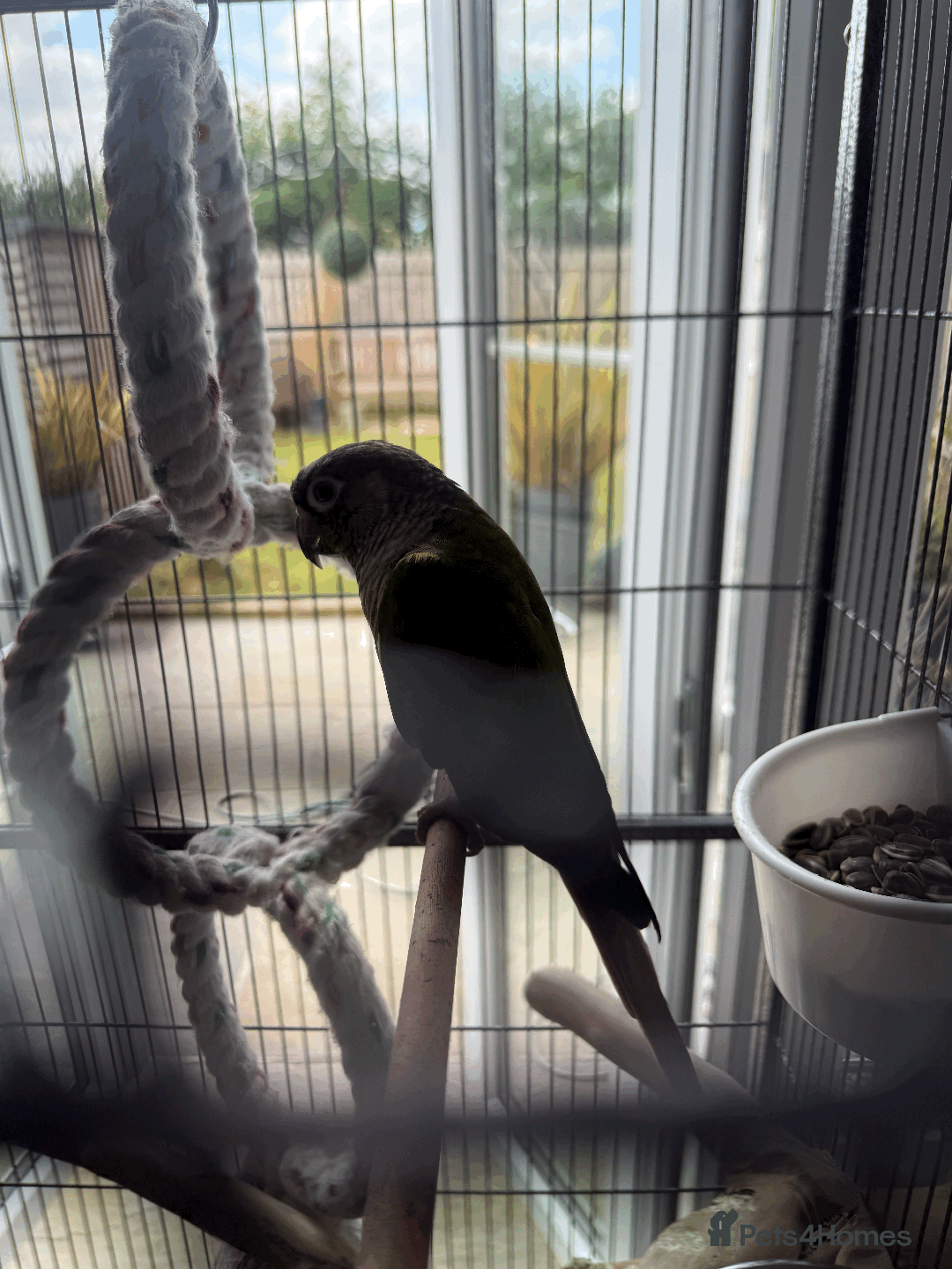 Conures birds for sale: Green Cheek Conure - Advert 7