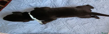 Mixed Breed 7
