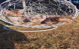 Bengal cats for sale: 3 Gorgeous Bengals kittens 😻😻❤️❤️❤️ - Image 6