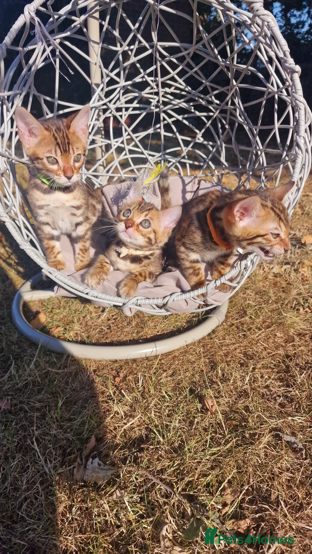 Bengal cats for sale: 3 Gorgeous Bengals kittens 😻😻❤️❤️❤️ - Image 6