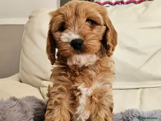 Cavapoo dogs Gorgeous red F1 Cavapoos for Sale - Advert 6