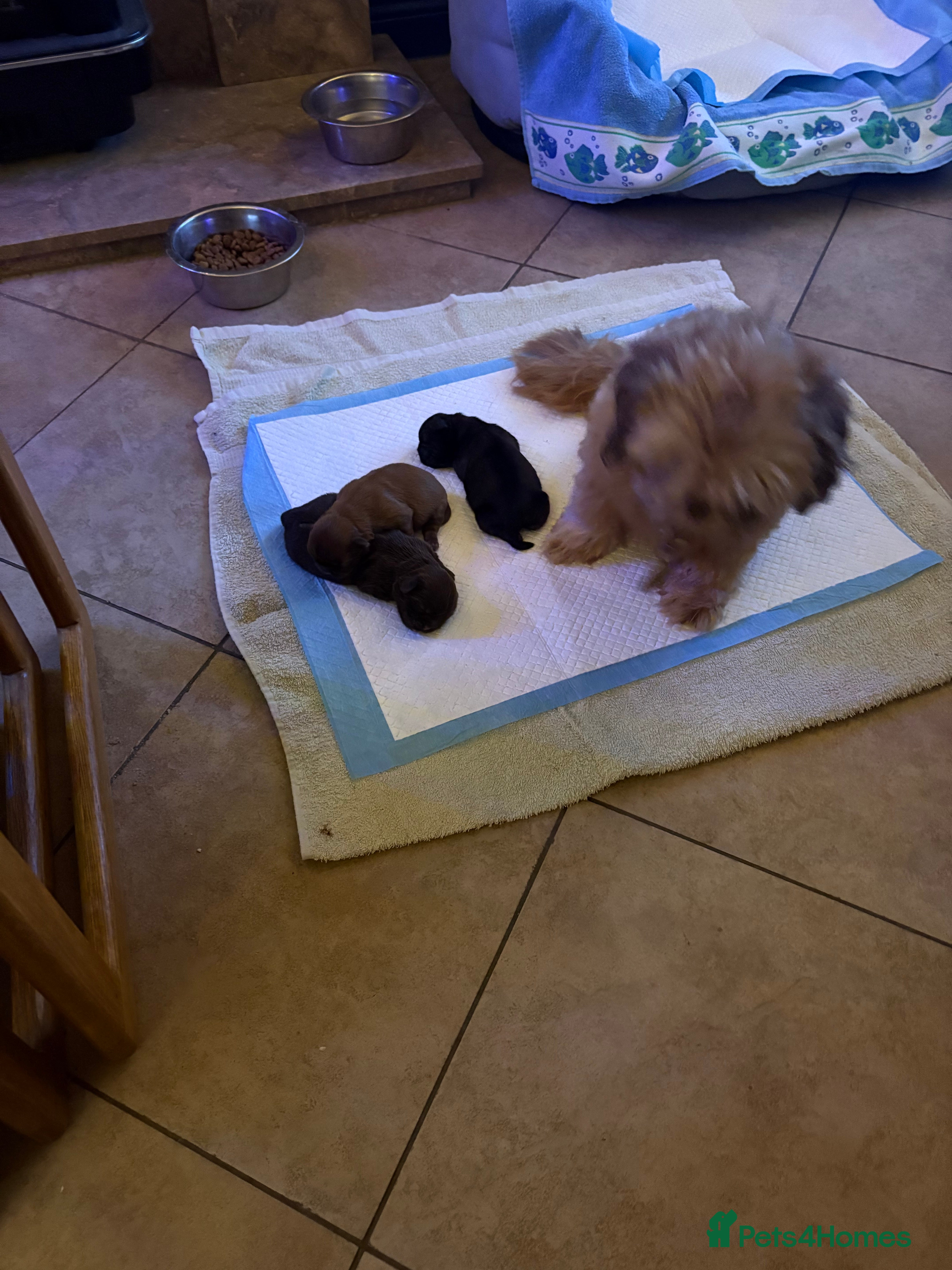 Shih Tzu dogs Karashishi shih tzu - Advert 4