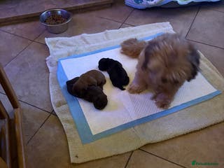 Shih Tzu dogs Karashishi shih tzu - Advert 4