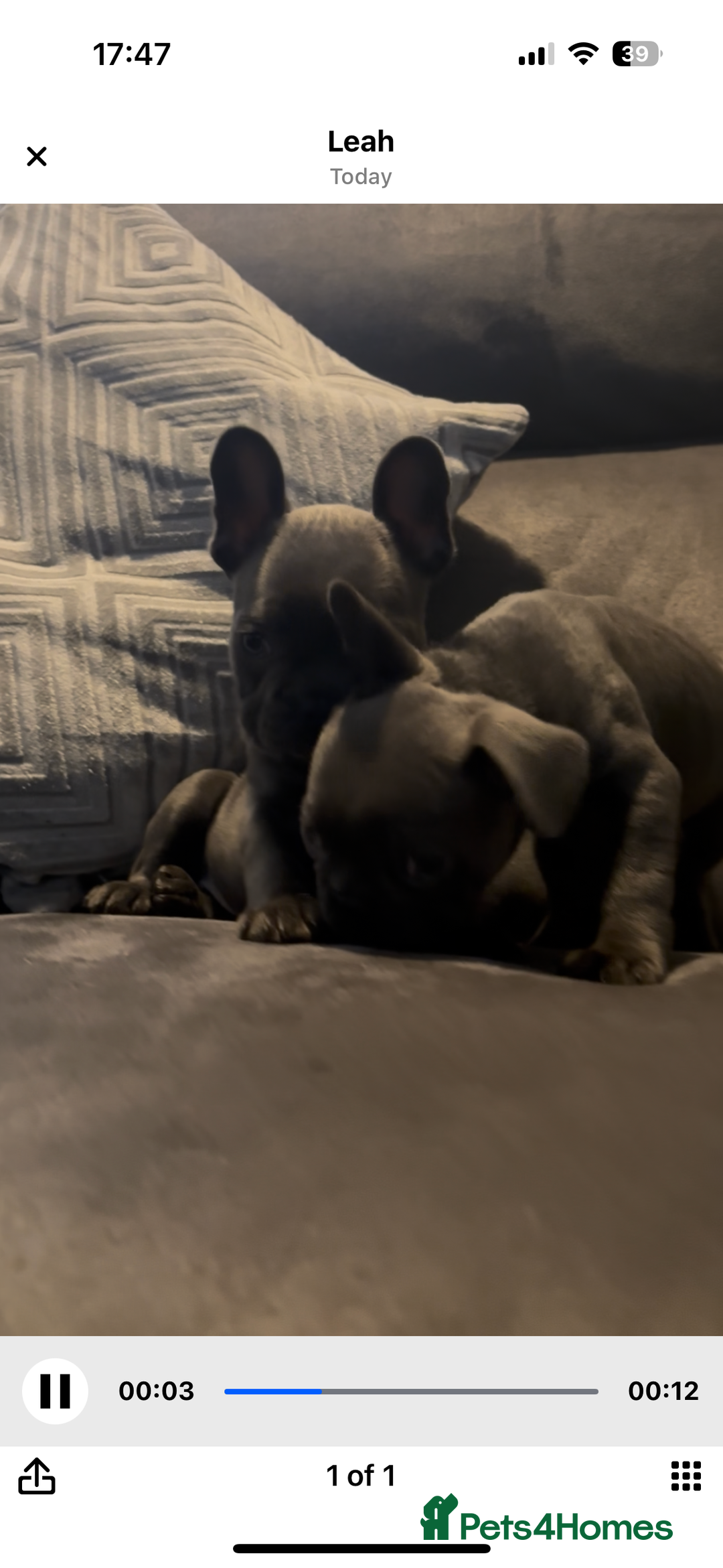 French Bulldog dogs for sale: French bulldogs puppies  - Image 4