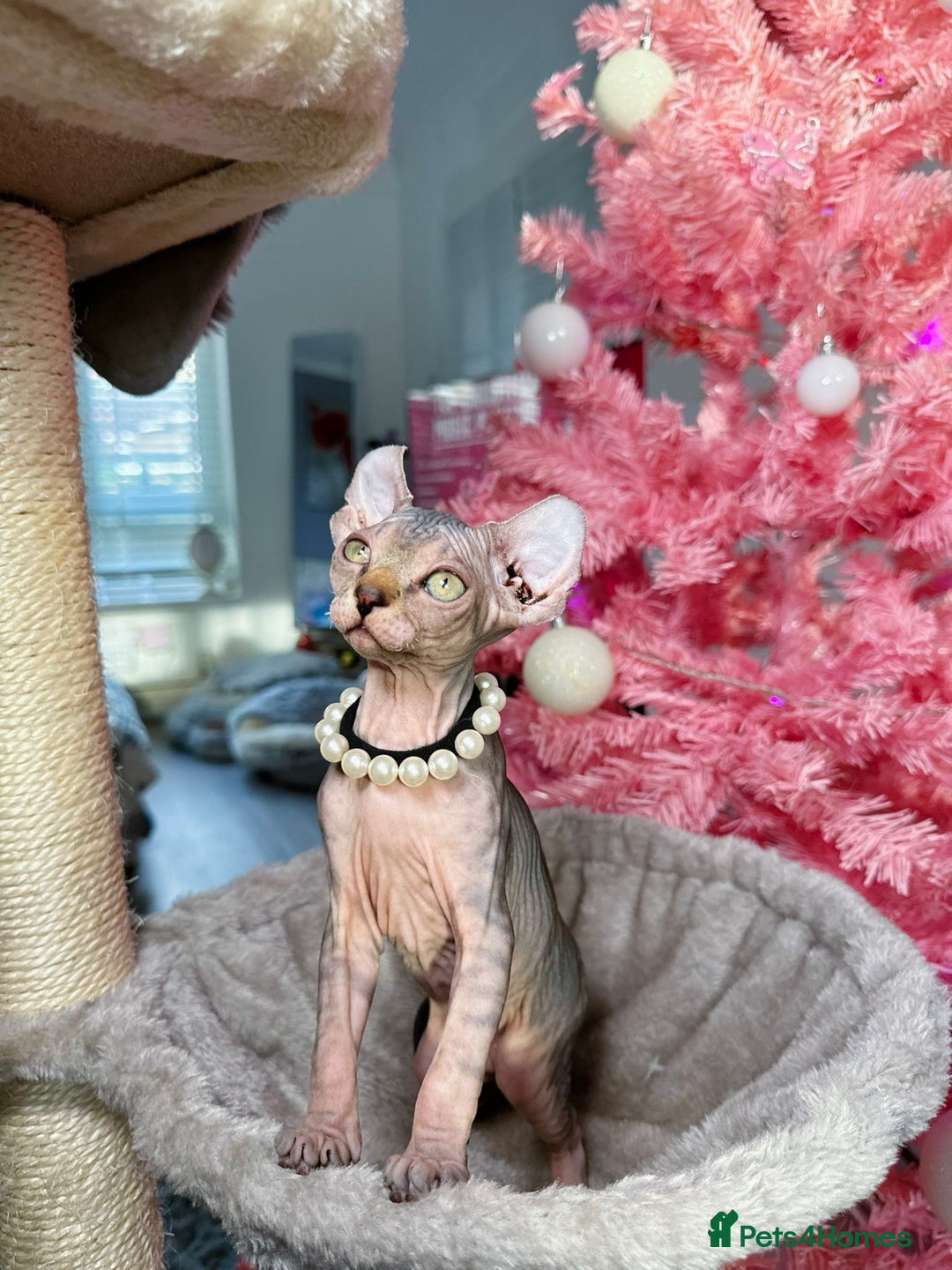 Sphynx cats for sale: 🌟 Stunning Sphynx & Elf Kittens  - Advert 28