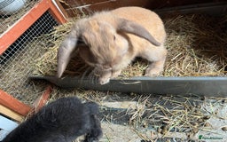 Lionhead rabbits for sale: Multiple bunnies for sale  - Image 2