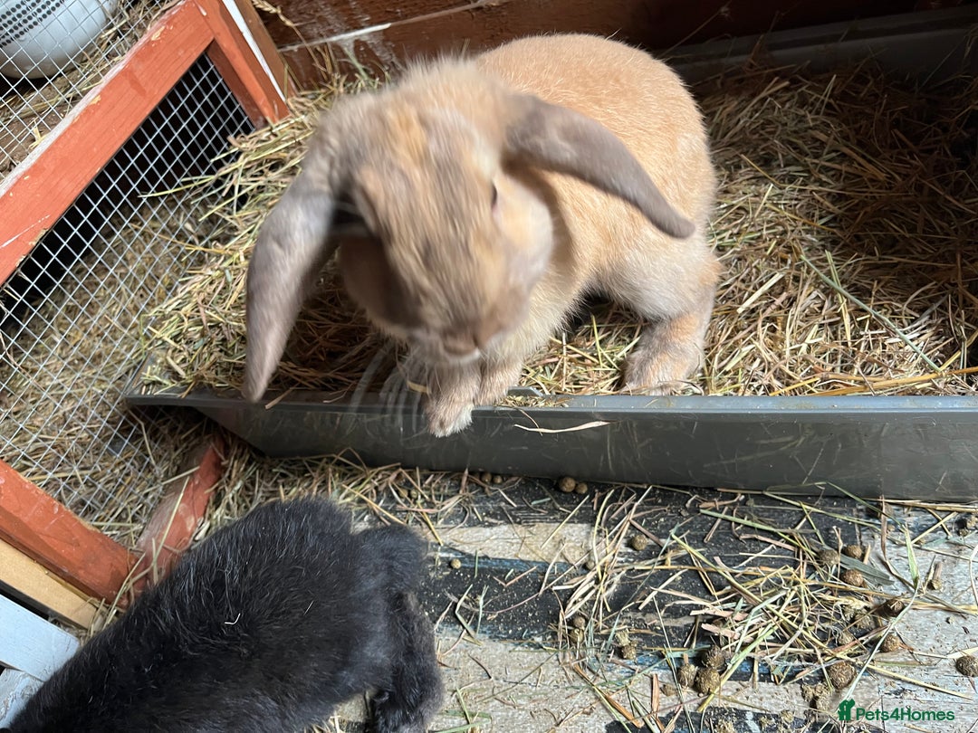 Lionhead rabbits for sale: Multiple bunnies for sale  - Image 2
