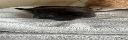 Mixed Breed cats for sale: Beautiful litter off 5 - Advert 5