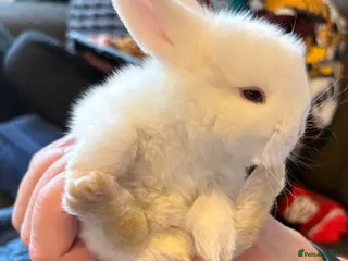 Mini Lop rabbits Pure bred mini lop bunnies - Advert 5