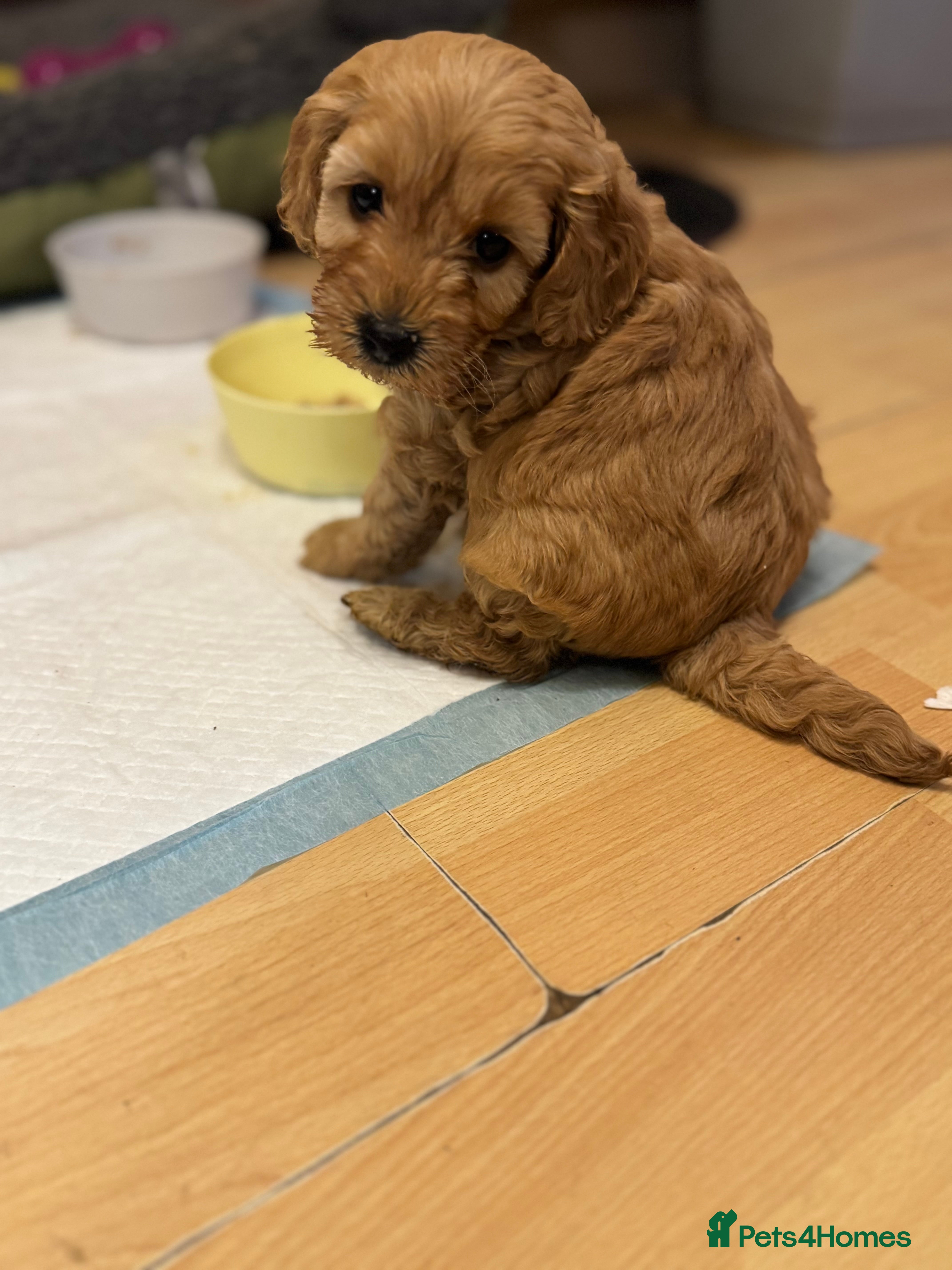 Cockapoo dogs F1b cockapoo  - Advert 1