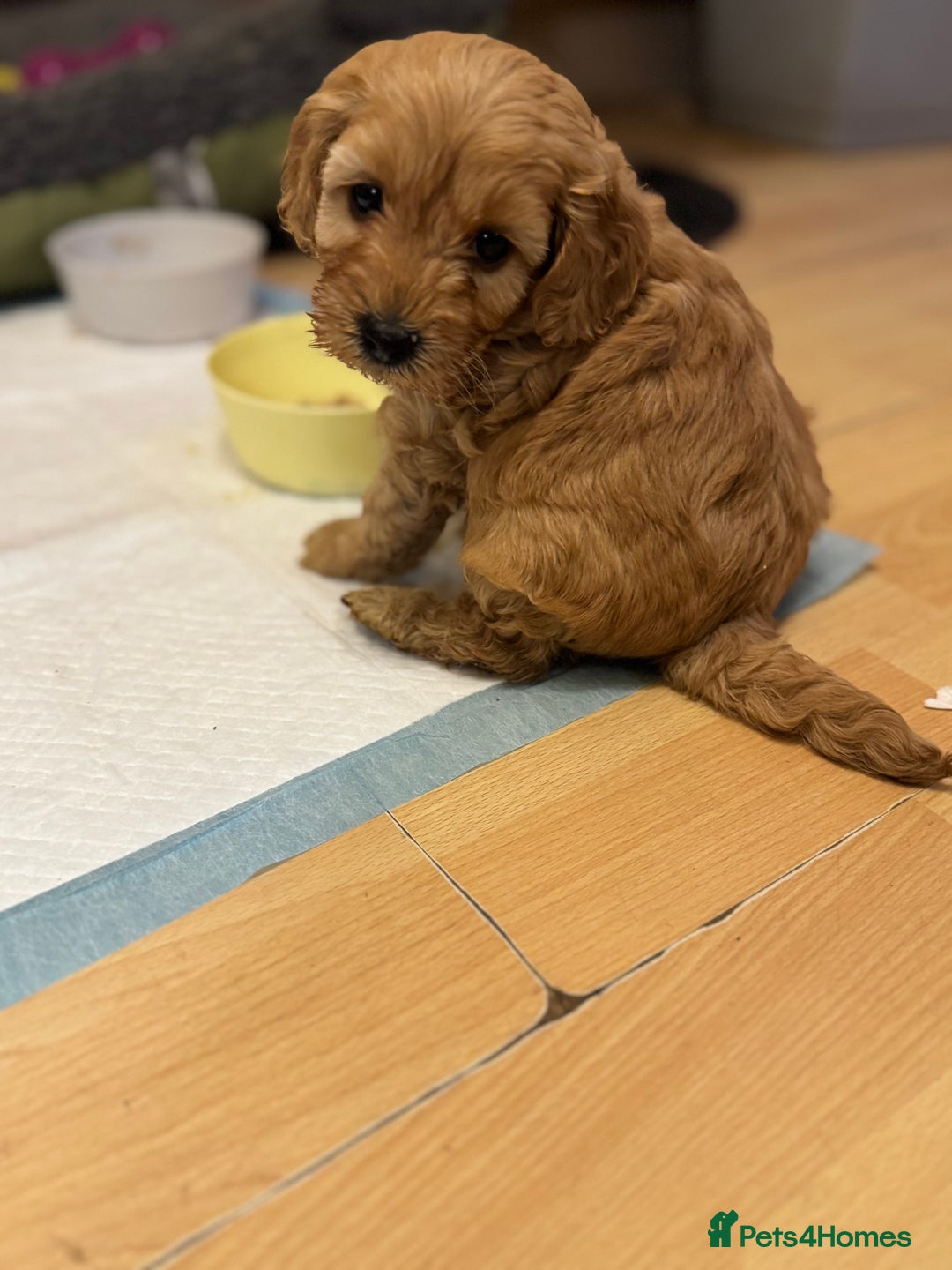 Cockapoo dogs for sale: F1b cockapoo  - Advert 1