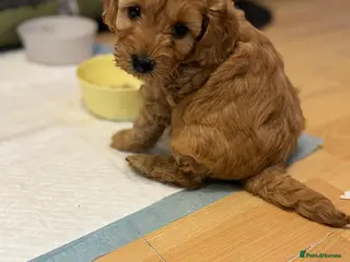 Cockapoo dogs F1b cockapoo - Advert 12