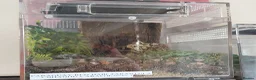 Tarantulas invertebrates for sale: Paraguay Red Hair tarantula. Nhandu carapoensis - Advert 4