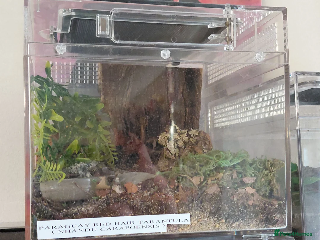 Tarantulas invertebrates for sale: Paraguay Red Hair tarantula. Nhandu carapoensis - Advert 4