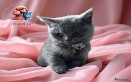 British Shorthair cats for sale: 🐾 Blue British Shorthair Kittens  🐾 - Image 3