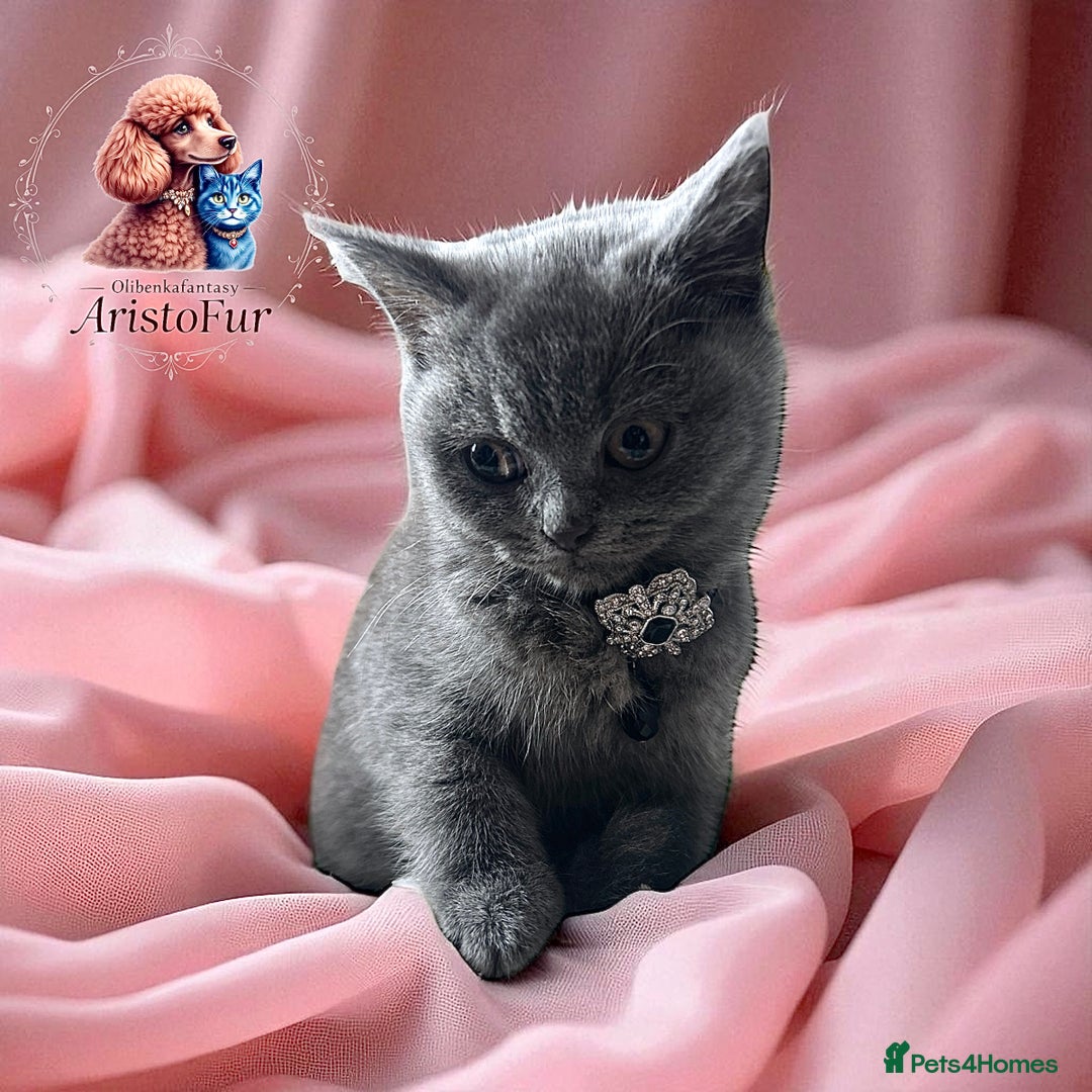 British Shorthair cats for sale: 🐾 Blue British Shorthair Kittens  🐾 - Image 3