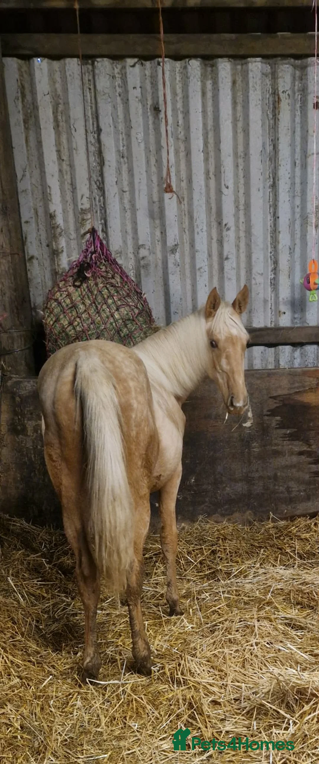 English Thoroughbred horses for sale: AVS Golden Pearl in Okehampton - Advert 1