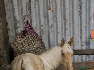 English Thoroughbred horses AVS Golden Pearl - Advert 5